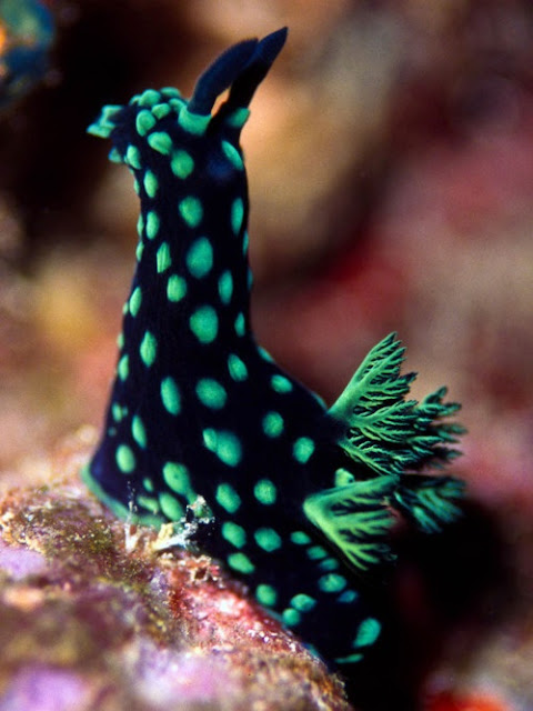 Foto Photo: Nembrotha Cristata