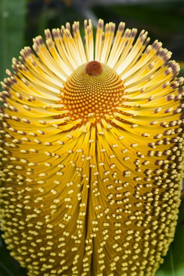 Burdett’s Banksia [Family: Proteaceae], Western Australia