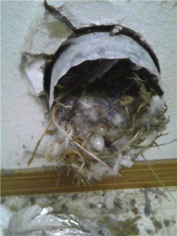 Birds In Dryer Vent