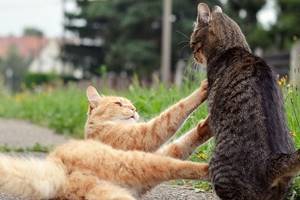 Cara Mengobati Luka Kucing Akibat Berkelahi
