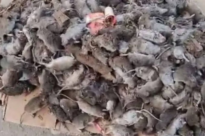 Reportan una "invasión de ratas" en un pueblo de Santa Fe