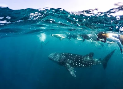 Pesona Pulau Derawan Kalimantan Timur