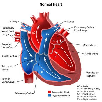 atrium through the bicuspid valve, 