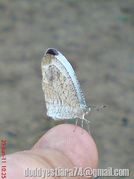 Leptosia nina - Psyche - Kupu-kupu 3