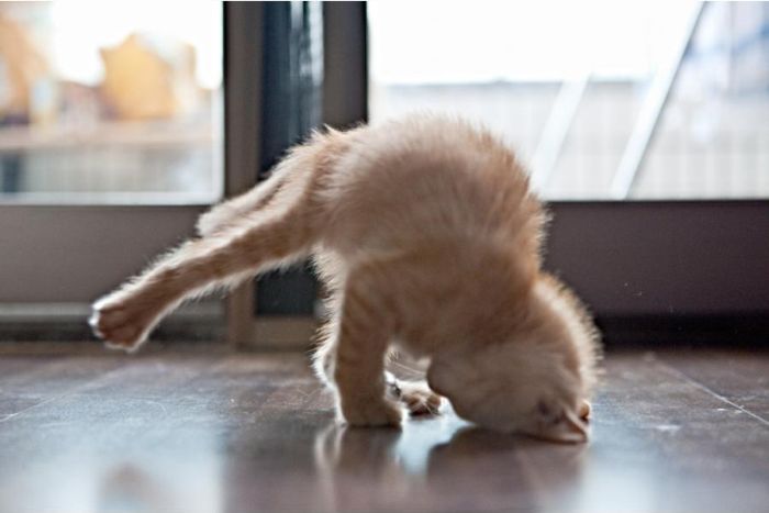 Funny Cat Dance