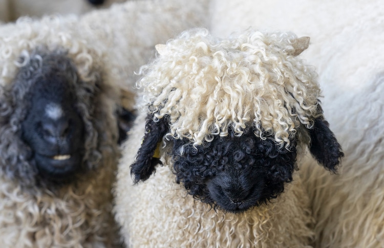 black faced valais sheep