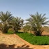 تقارير : عين صالح الفلاحون يشتكون من قلة الاراضي الصالحة للزراعة