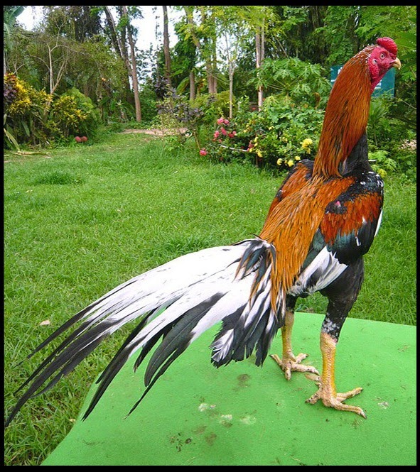 Gambar  Ayam  Bangkok  Bagus dan Istimewa Ayam  Juara