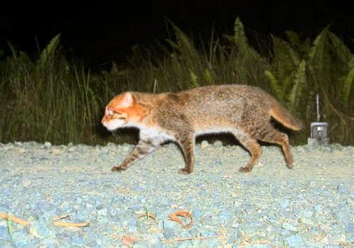 Swamp Cat Threatened By Palm Oil Other Se Asia Related News
