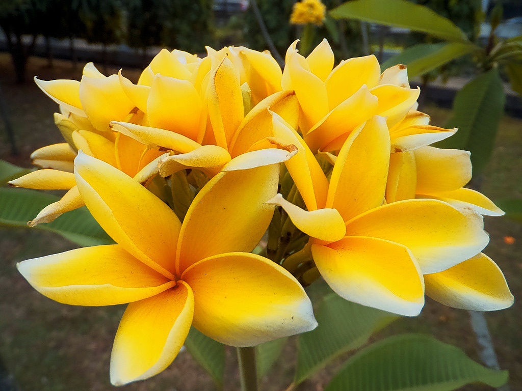 Aneka Gambar Cantik Bunga Kamboja Yang Menakjubkan dan ...