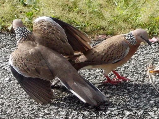 Spotted Doves Fighting