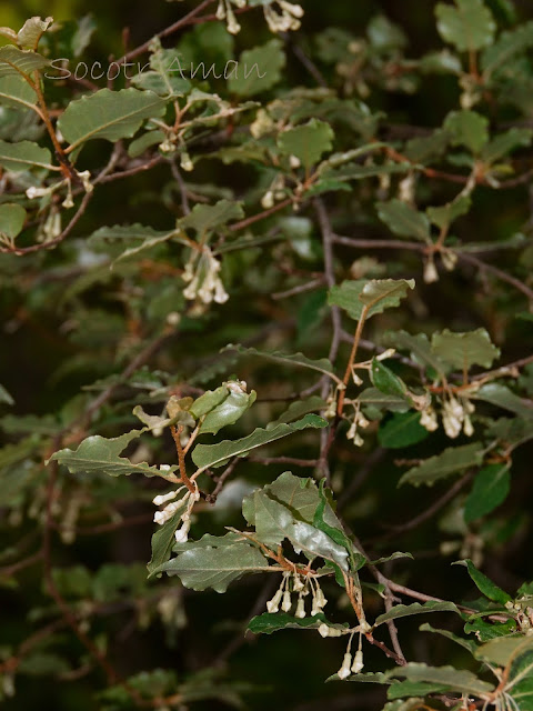 Elaeagnus multiflora