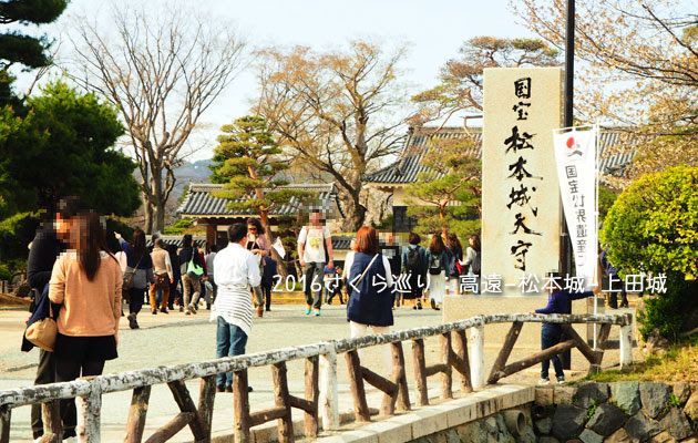 松本城のお堀沿いの桜
