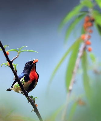 Pajarillos comiendo by John&Fish (10 fotos de aves)