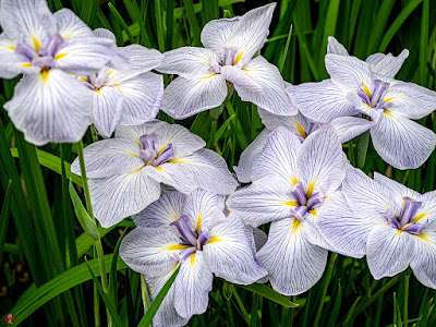 Ayame (iris) flowers: Kaizo-ji