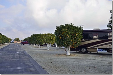 Orange Grove RV Park2