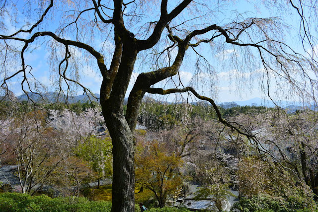 Arashiyama, tenryu-ji, sakura, avril 2019