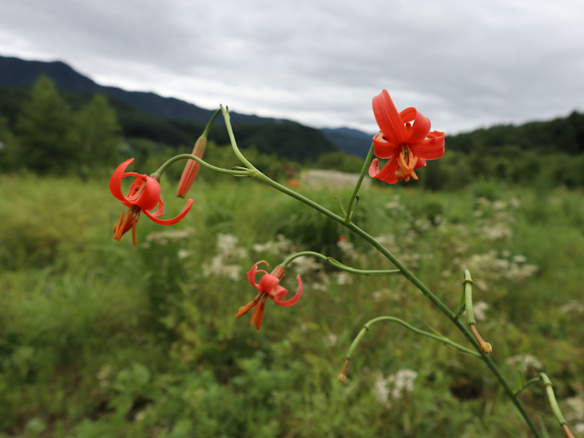 Лилия мозолистая (Lilium callosum)