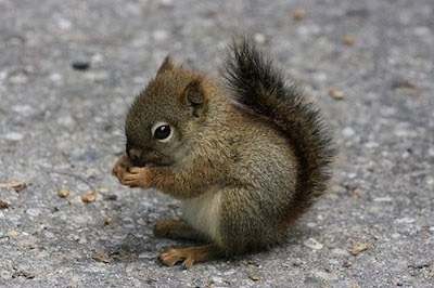 Tiny Adorable Animal Seen On www.coolpicturegallery.us