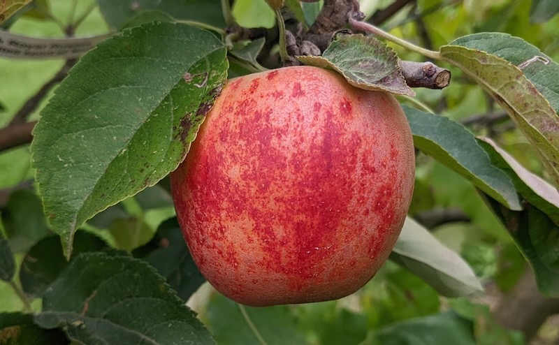 Red apple with distinctive pale olive-gold russet, crowned by green leaves