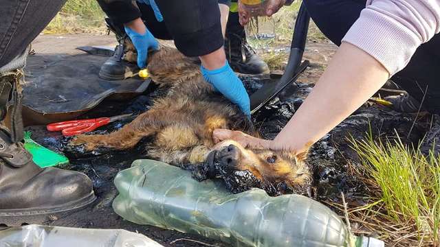 A Dog Trapped In Tar Kept Barking To Be Found By Someone