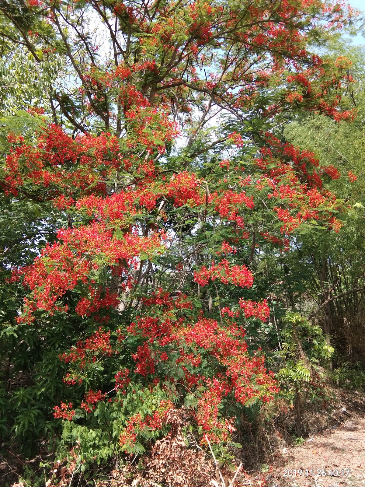 Manfaat biji pohon bunga  kedawung untuk kesehatan dan alam