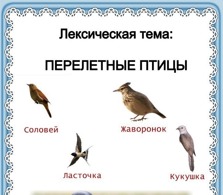 Тематическое планирование в средней группе перелетные птицы. Лексическая тема недели перелетные птицы. Тема недели перелетные птицы. Перелетные птицы для дошкольников. Лексическая тема перелетные птицы весной.