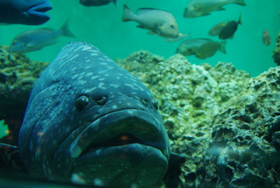 巨大魚