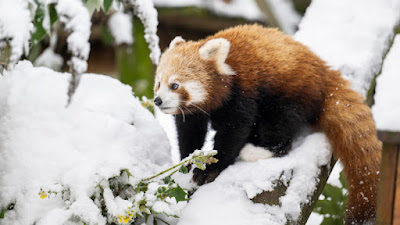 A red panda in the snow