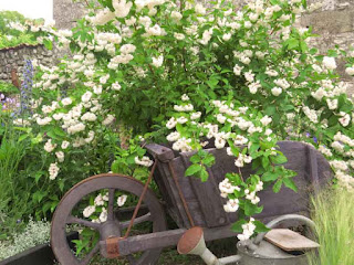 Deutzia scabra