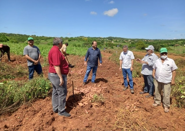 Juru é destaque na produção e exportação de batata doce