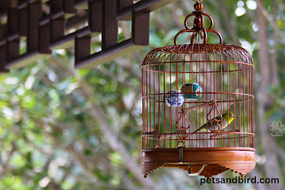 introducing birds to other animals.