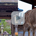 Crímenes de Japón #35 | M4ta a un ciervo de Nara & Sospechosa de abandonar a su bebé