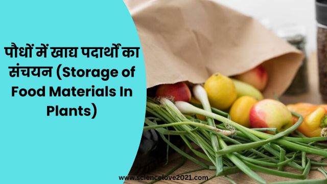 पौधों में खाद्य पदार्थों का संचयन (Storage of Food Materials In Plants)|hindi