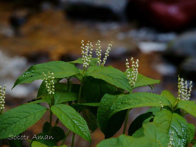 Chloranthus serratus