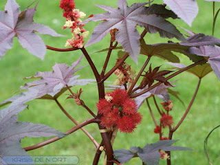 Ricinus communis - Ricin commun