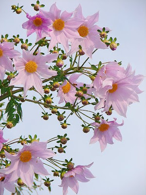 Giant dahlia