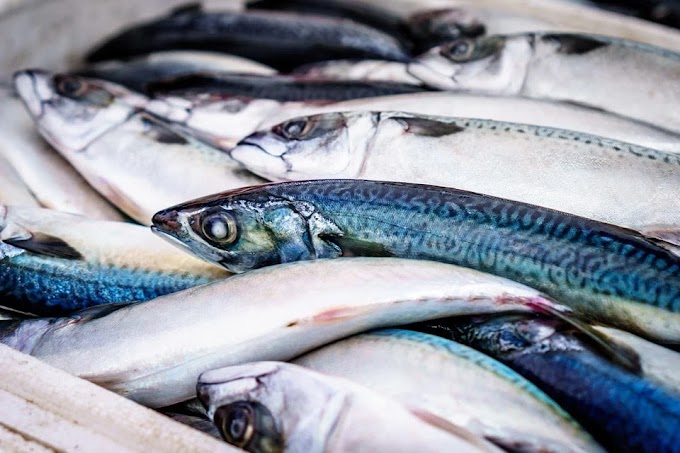 Consumi, stop a pesce fresco in tutto l’Adriatico