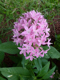 Pentas lancéolé - Pentas lanceolata - Étoile égyptienne