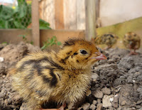 Quail chick with riboflavin deficiency - curled toe paralysis