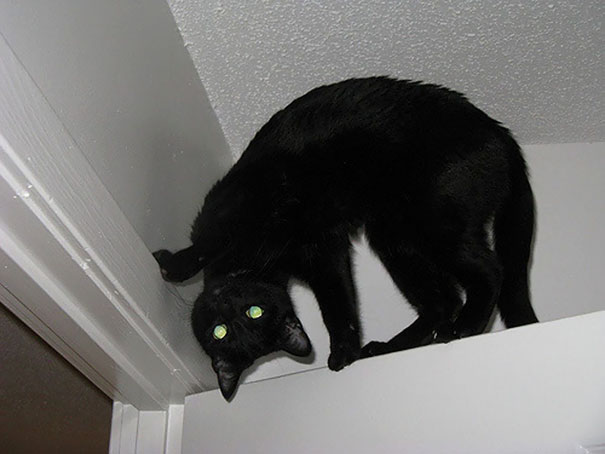 
25 Pics Proving That Cats Are Actually Demons.