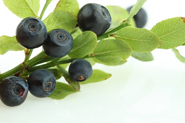 Bilberry Fruits And Vegetables
