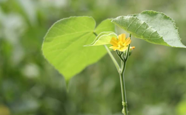 Indian Mallow Flowers