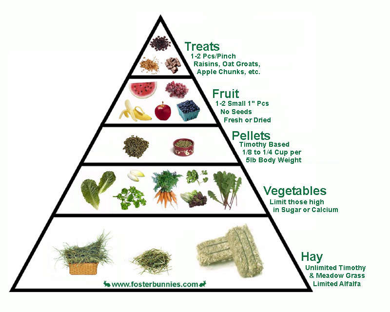 The Bunny Food Pyramid. Suggested for bunnies not people. I don't know ...