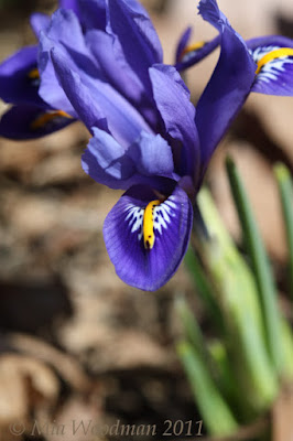 iris reticulata