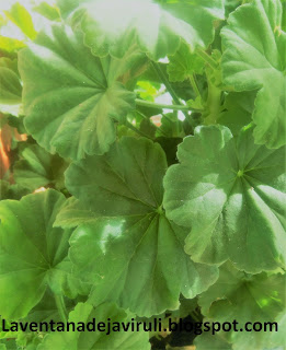 hojas-pelargonium-zonale