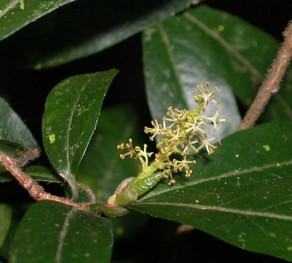 ALAM TUMBUHAN: KELUARGA GETAH / PATIKANIA (Euphorbiaceae 