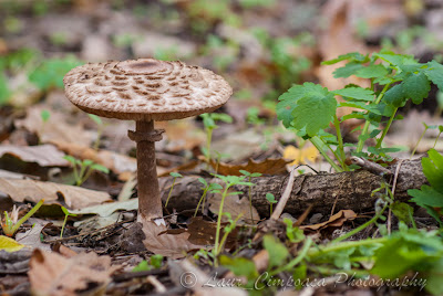 Ciuperca Mushroom