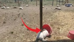 Στις 3 Μαΐου 2024, ένας κτηνοτρόφος βρήκε 17 από τα κατσίκια και τα πρόβατά του νεκρά σε ένα μαντρί κοντά στο Nuevo Laredo του Μεξικού. Υπήρ...