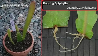 Rooting Epiphyllum